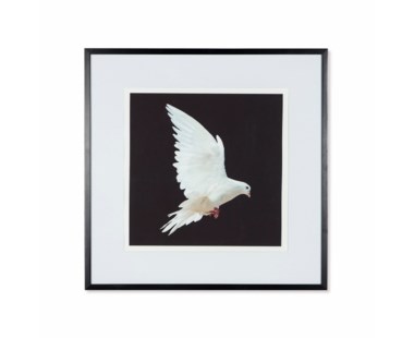 Dove - B